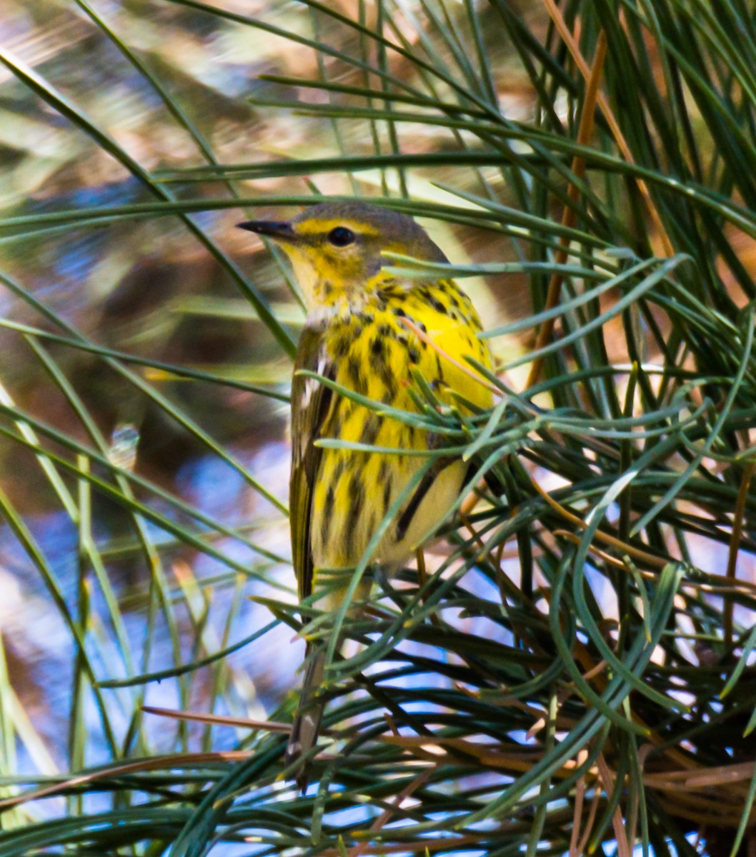 Cape May Warbler - ML124324411