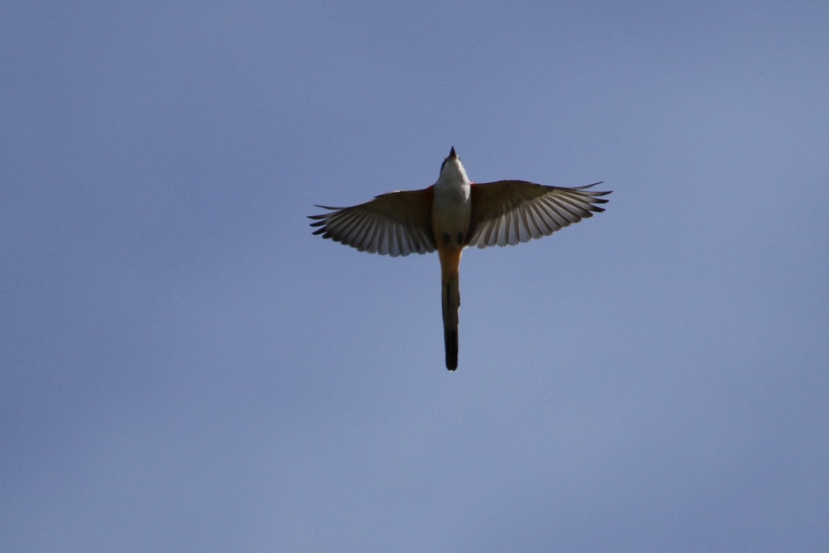 Scissor-tailed Flycatcher - Ryan Zucker