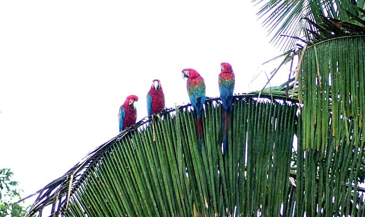 Red-and-green Macaw - ML124327541