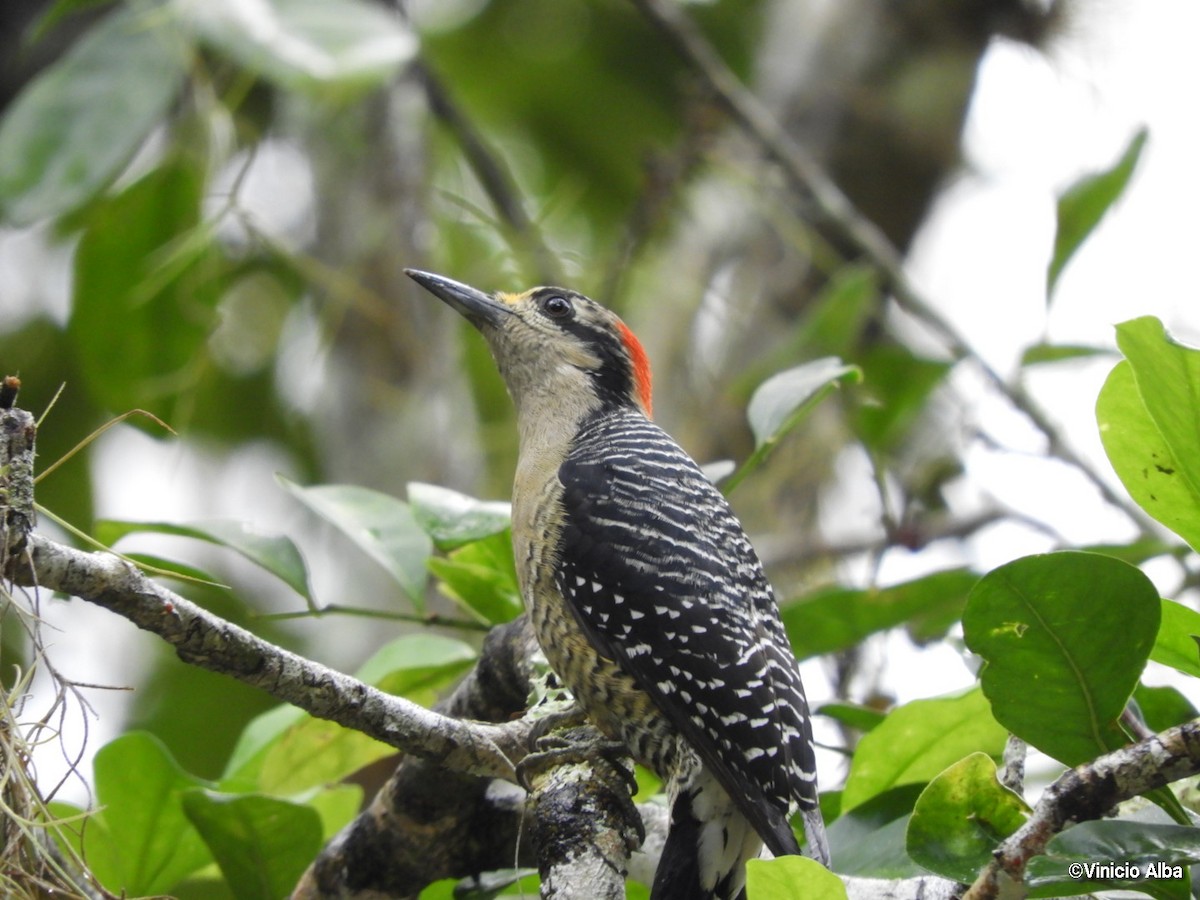 Black-cheeked Woodpecker - ML124328281