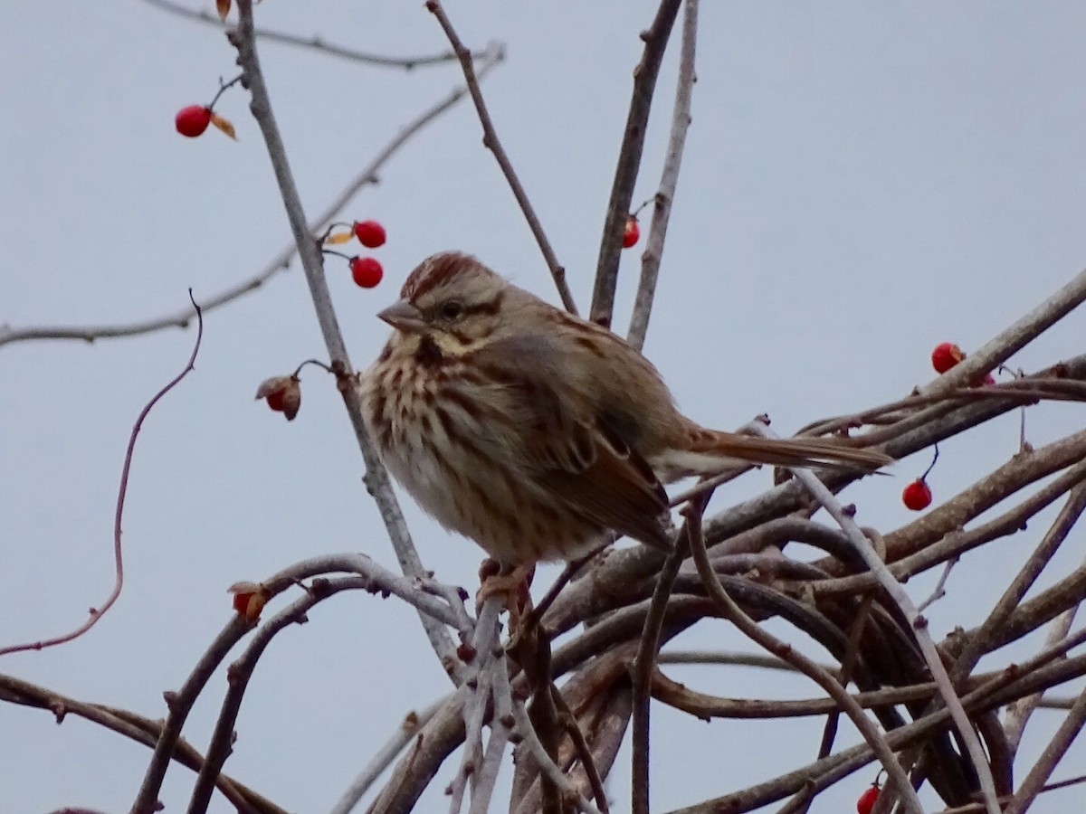 Song Sparrow - Annie Downing