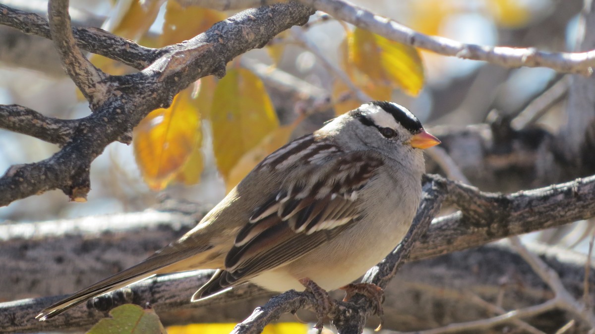 White-crowned Sparrow - Merri R