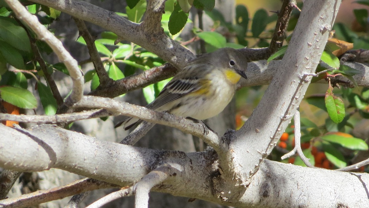 Yellow-rumped Warbler (Audubon's) - ML124329481