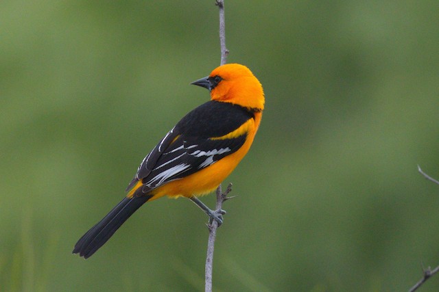 Orange Oriole - eBird