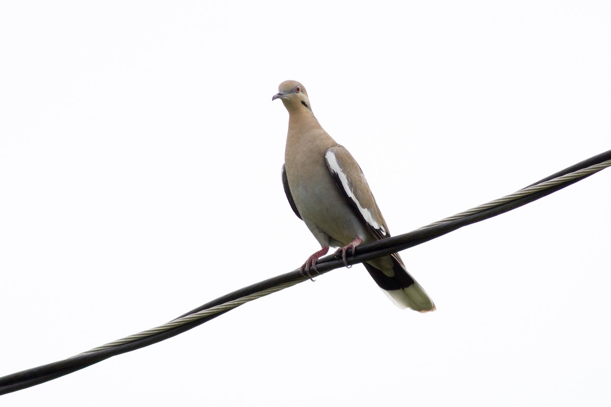 White-winged Dove - ML124331821
