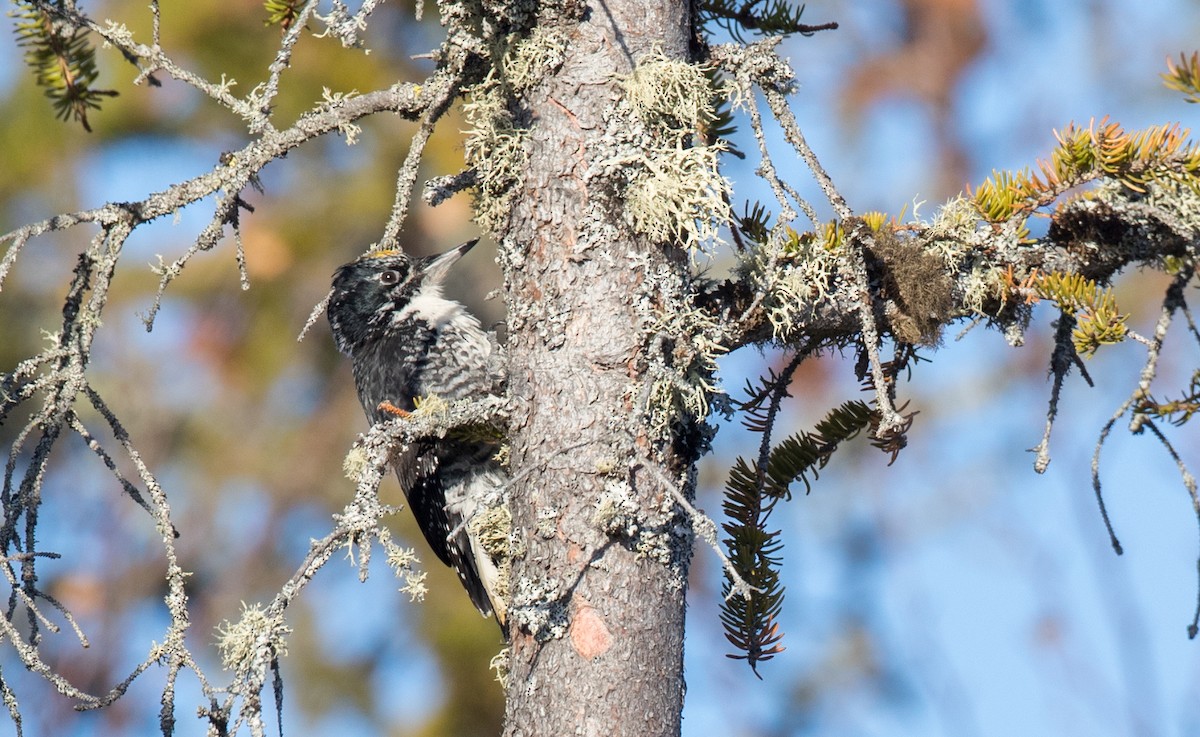 American Three-toed Woodpecker - Ian Davies