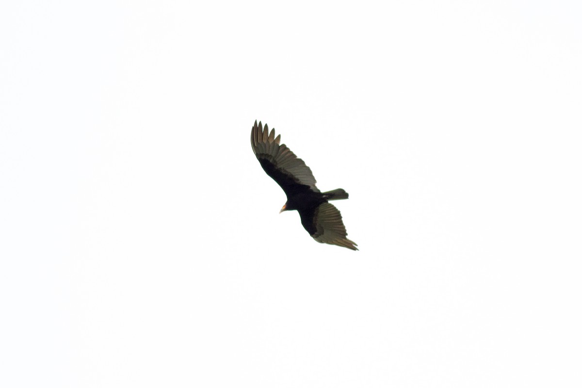 Lesser Yellow-headed Vulture - ML124332321