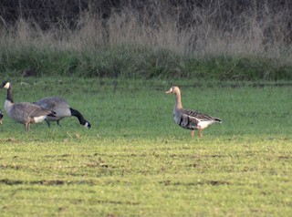 Greater White-fronted Goose, ML124333021