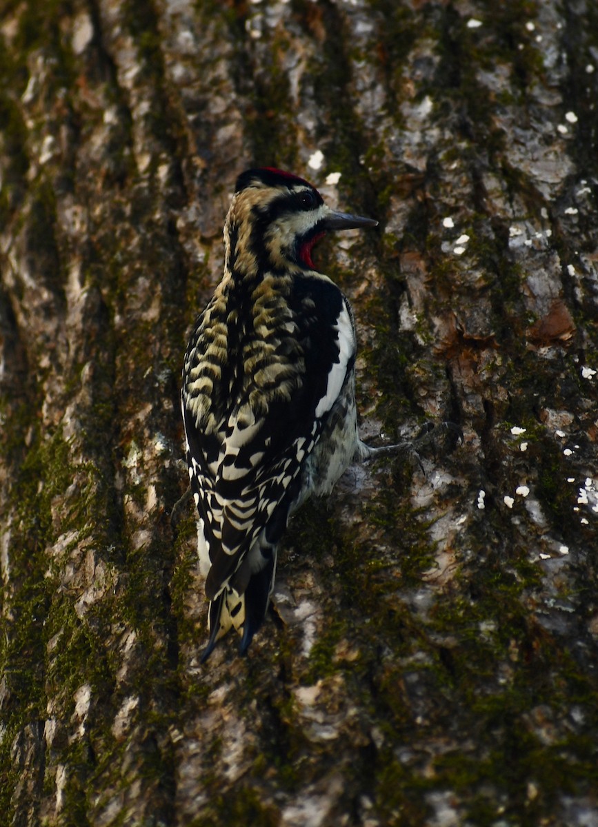 Yellow-bellied Sapsucker - P Chappell