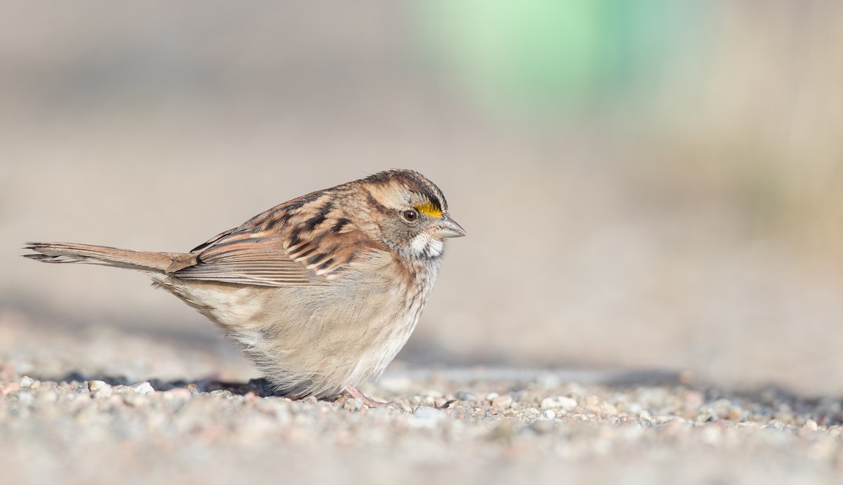 White-throated Sparrow - Ian Davies