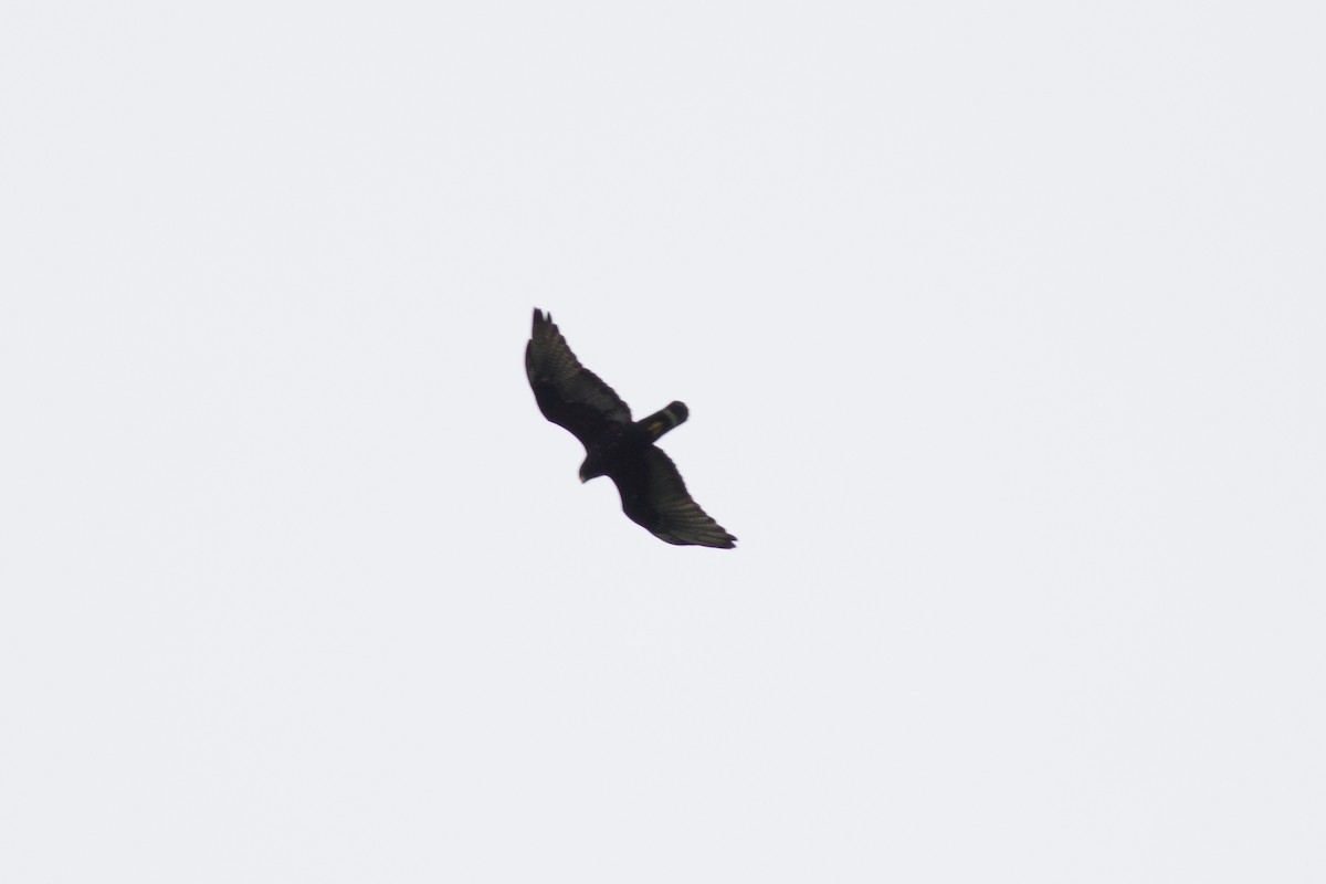 Zone-tailed Hawk - ML124334531
