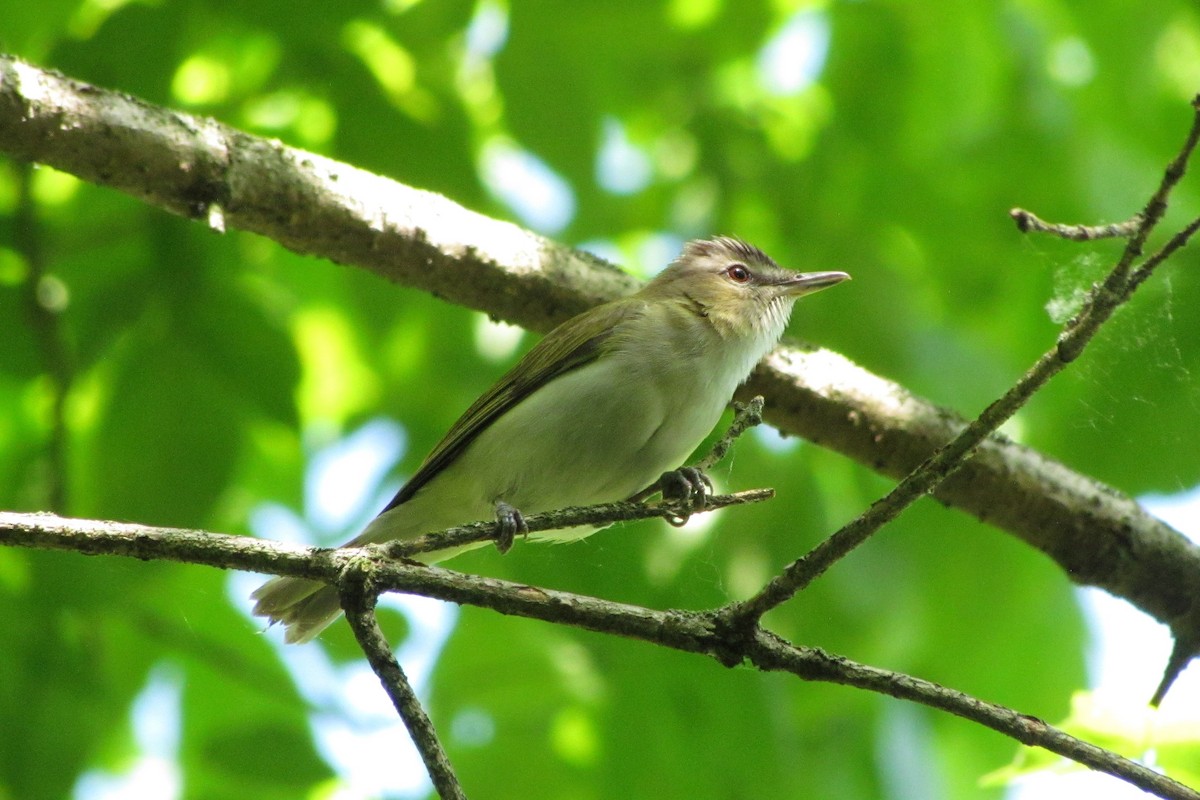 Red-eyed Vireo - Patricia and Richard Williams