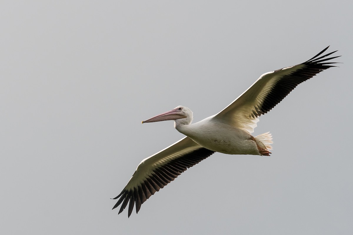 American White Pelican - Robert Clark