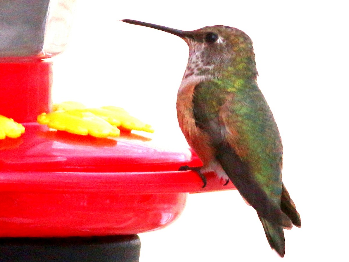 Rufous Hummingbird - Mike Wanger