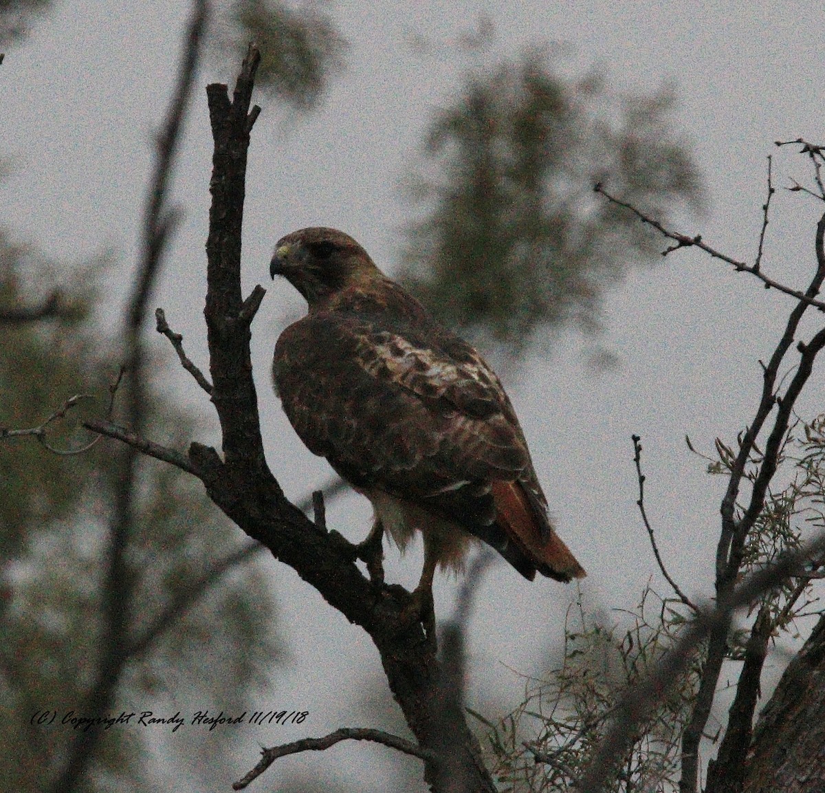 Red-tailed Hawk - ML124336701