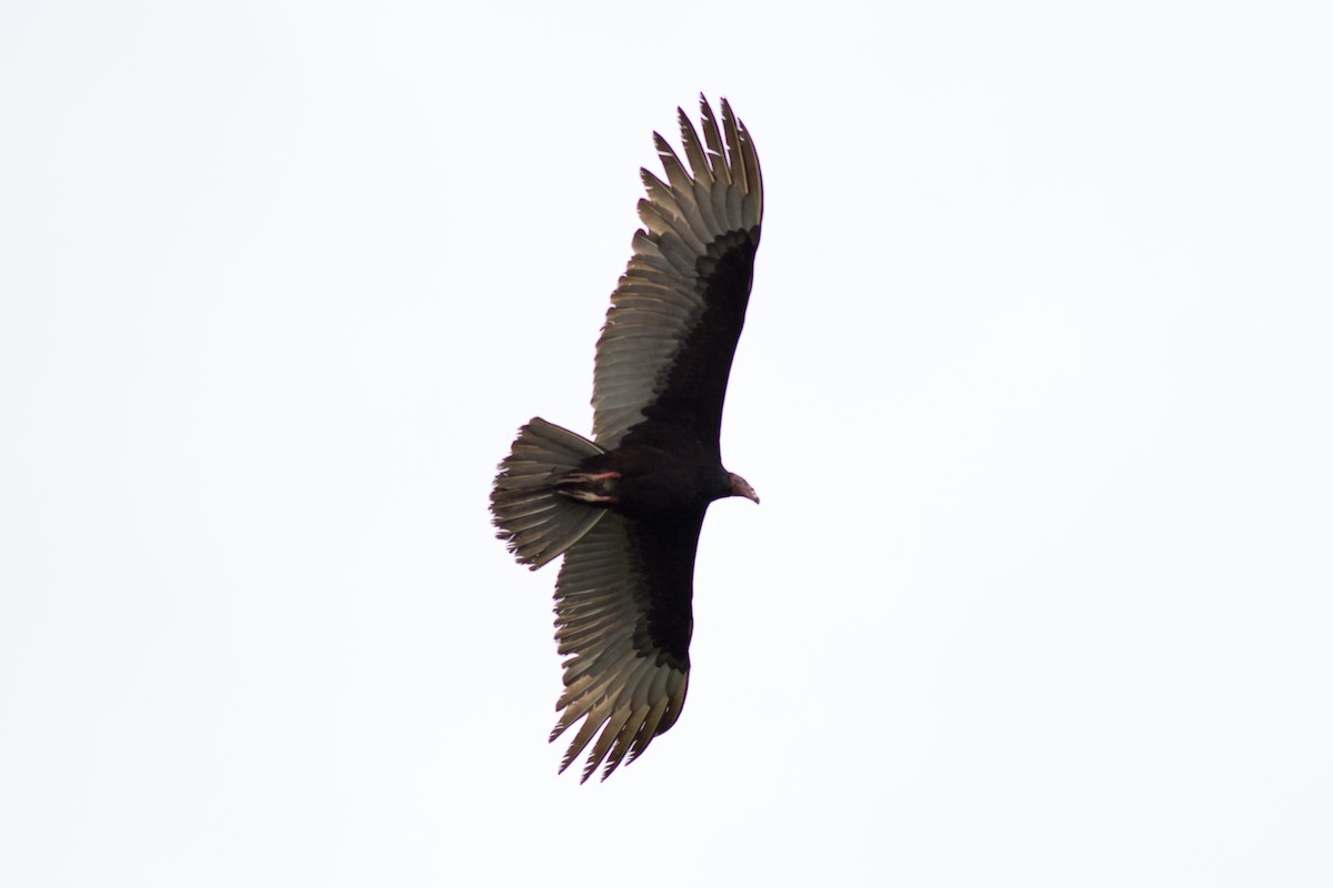 Turkey Vulture - ML124336781