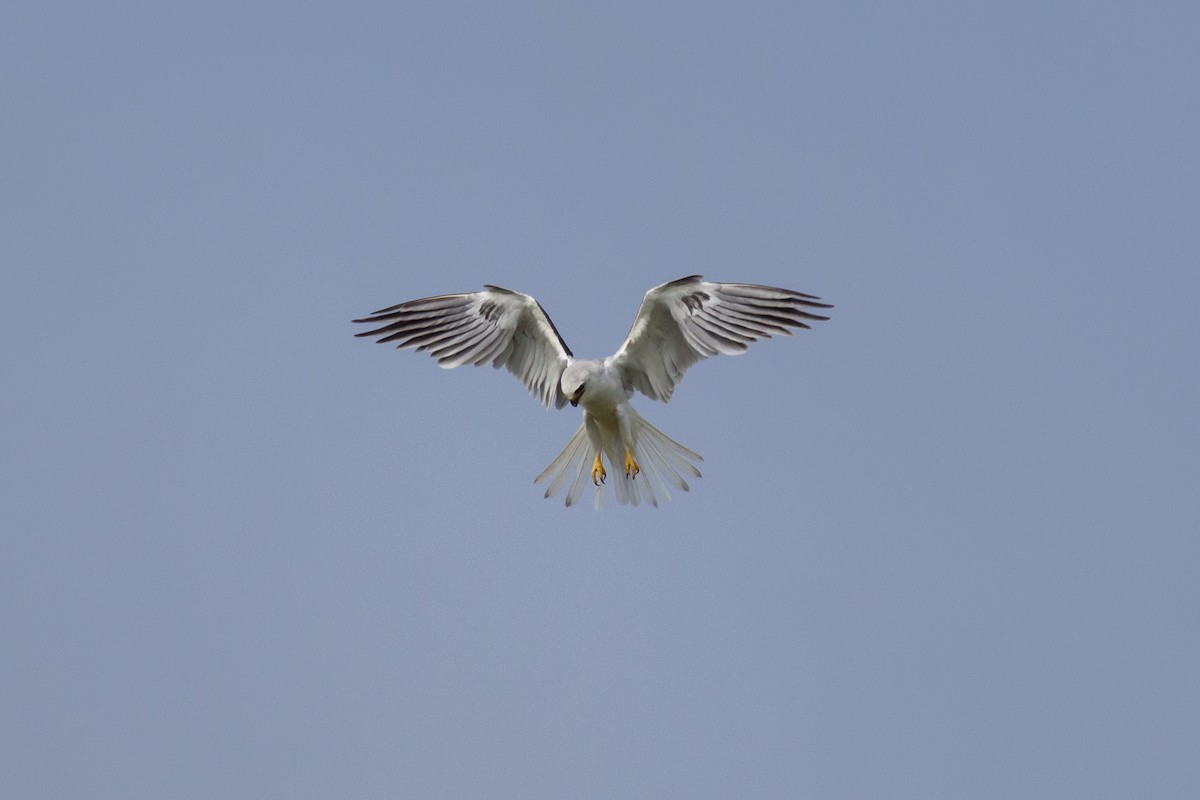 White-tailed Kite - Francis Canto Jr