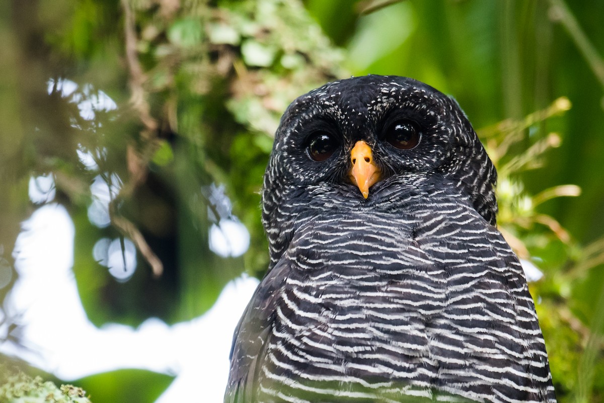 Black-banded Owl - ML124344851