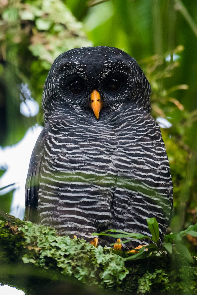 Black-banded Owl - Claudia Brasileiro