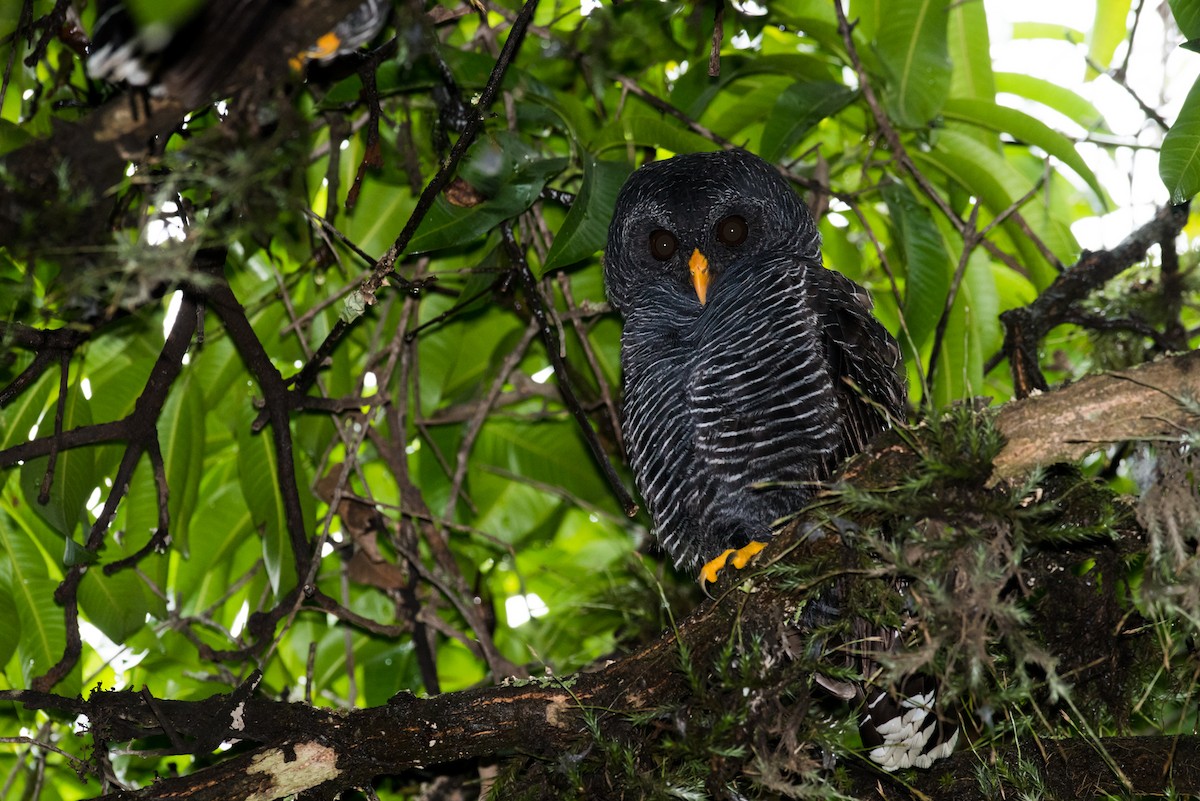 Black-banded Owl - Claudia Brasileiro