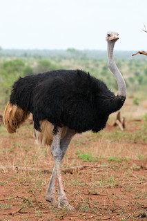 Common Ostrich, ML124348551