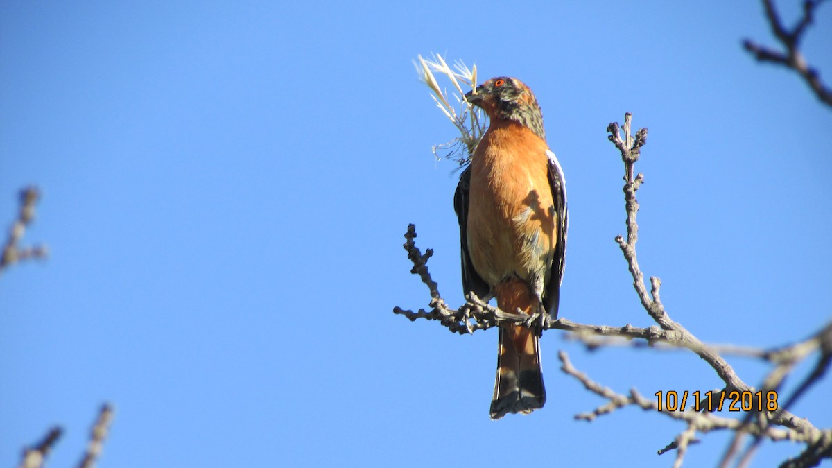 Rufous-tailed Plantcutter - ML124352431
