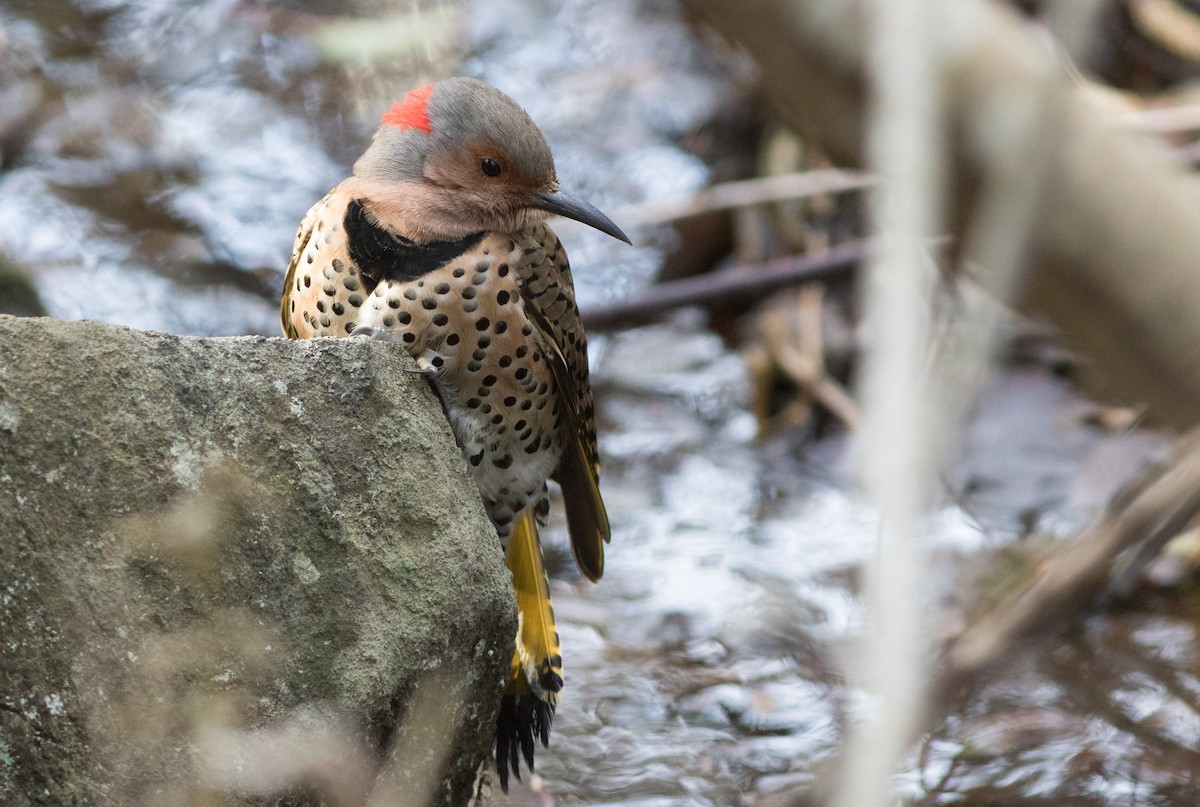 Northern Flicker (Yellow-shafted) - ML124357611