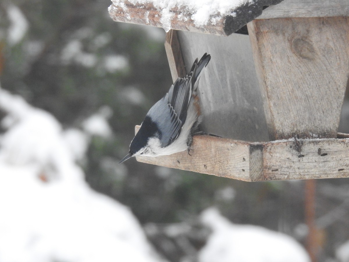 White-breasted Nuthatch - ML124357631