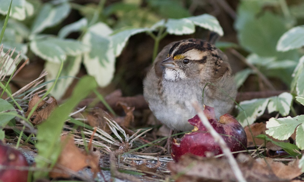 White-throated Sparrow - ML124358141