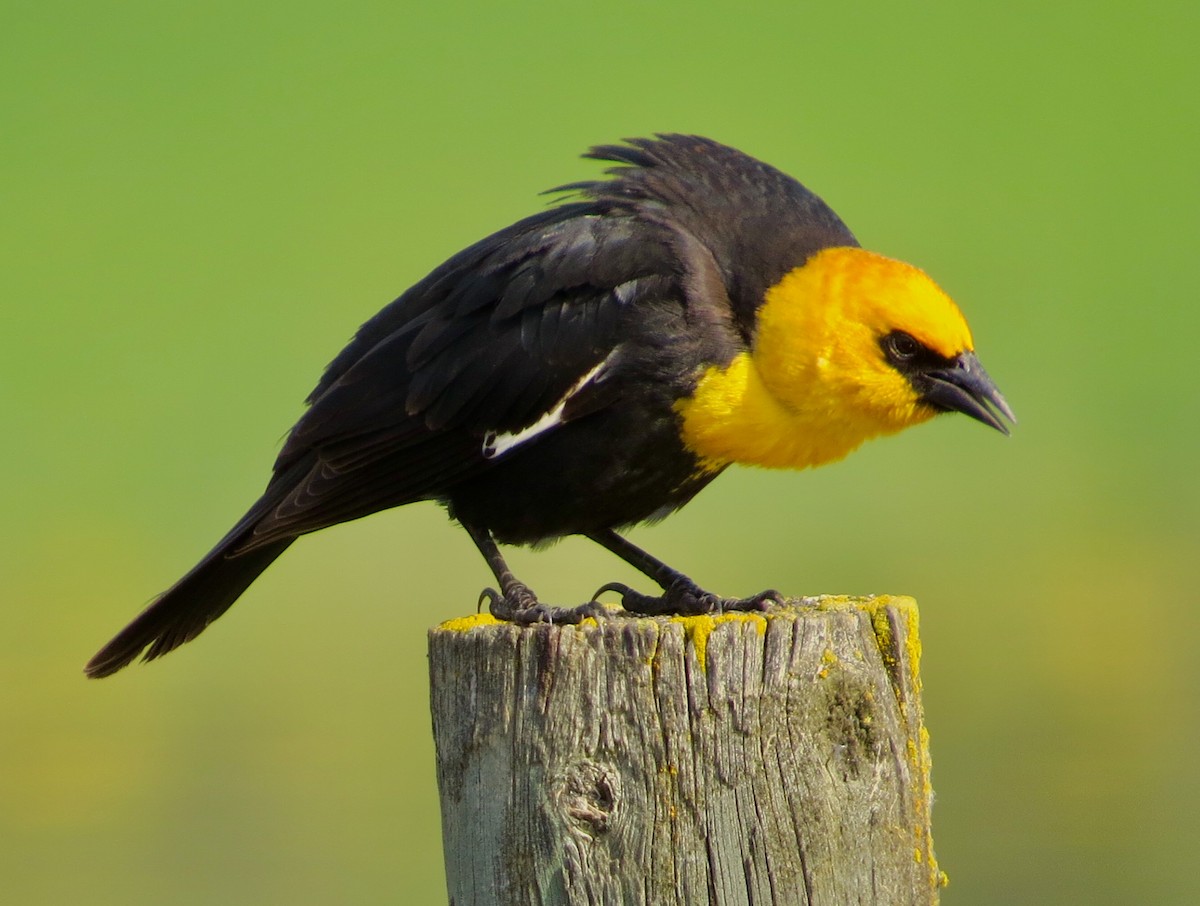 Yellow-headed Blackbird - ML124359271