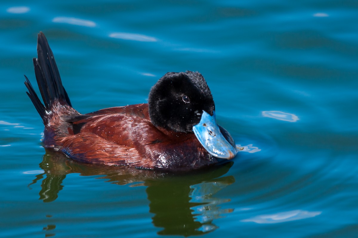 Andean Duck - ML124363591