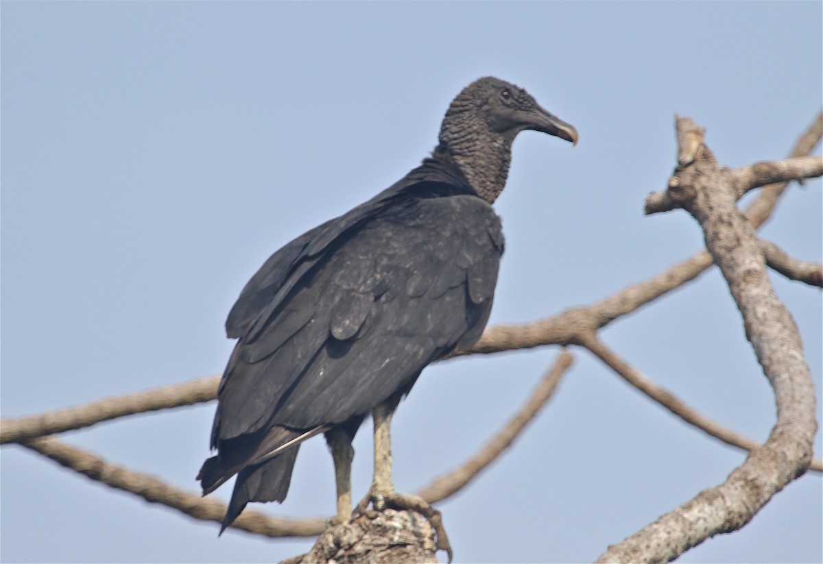Black Vulture - Gil Ewing