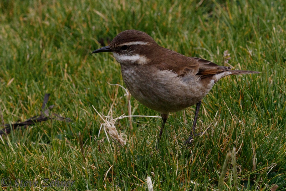 Chestnut-winged Cinclodes - ML124368121