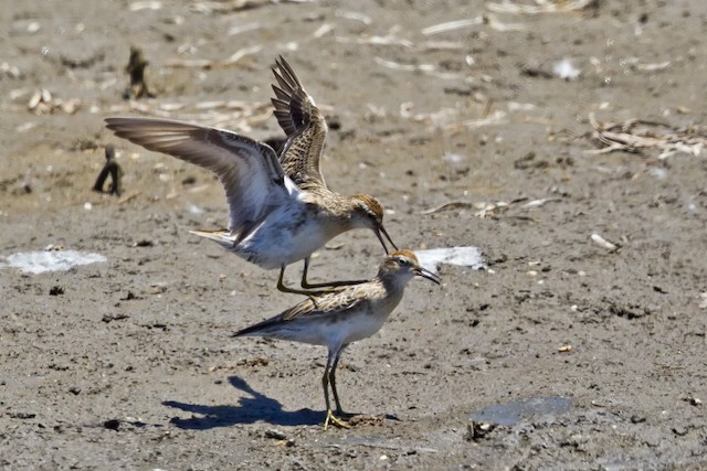 Sharp-tailed Sandpiper&nbsp;can be aggressive during the nonbreeding season. - Sharp-tailed Sandpiper - 