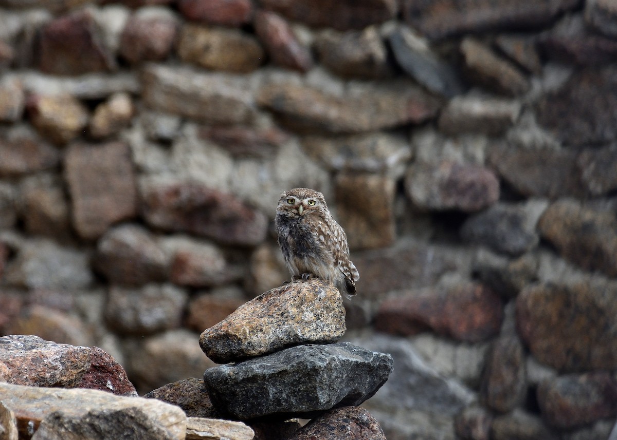Little Owl - Mallika Rajasekaran