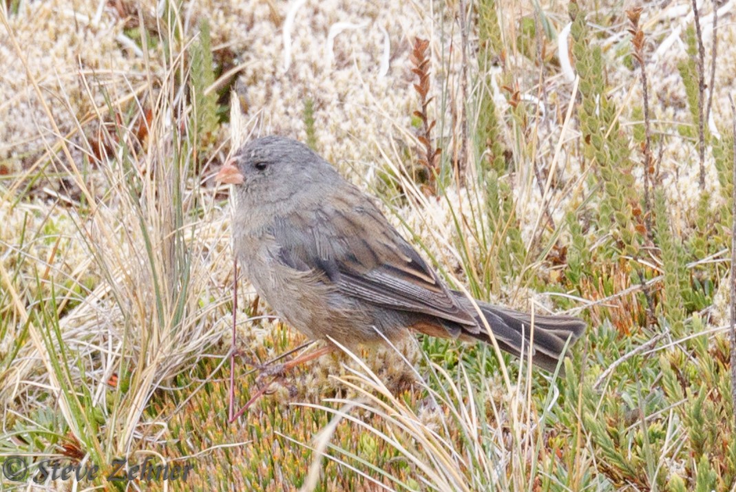 Plain-colored Seedeater - ML124376661