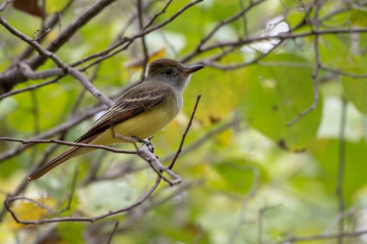 Great Crested Flycatcher - ML124378181