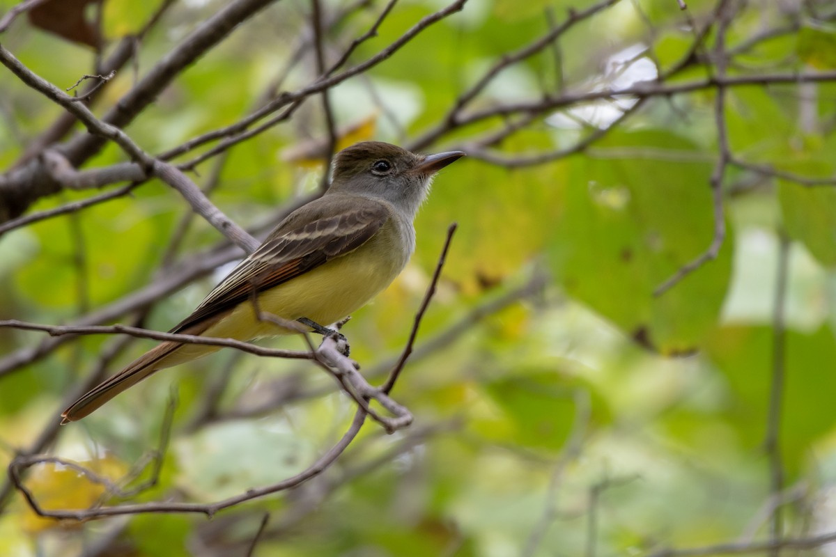Great Crested Flycatcher - ML124378201