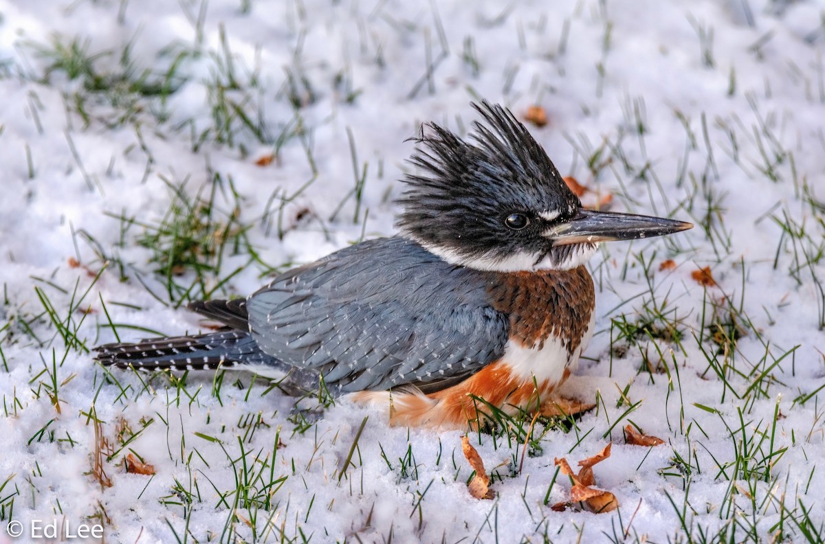 Belted Kingfisher - Ed Lee