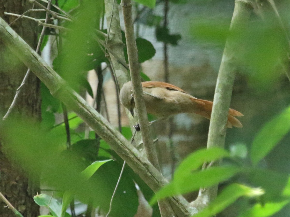 Plain-crowned Spinetail - ML124379821