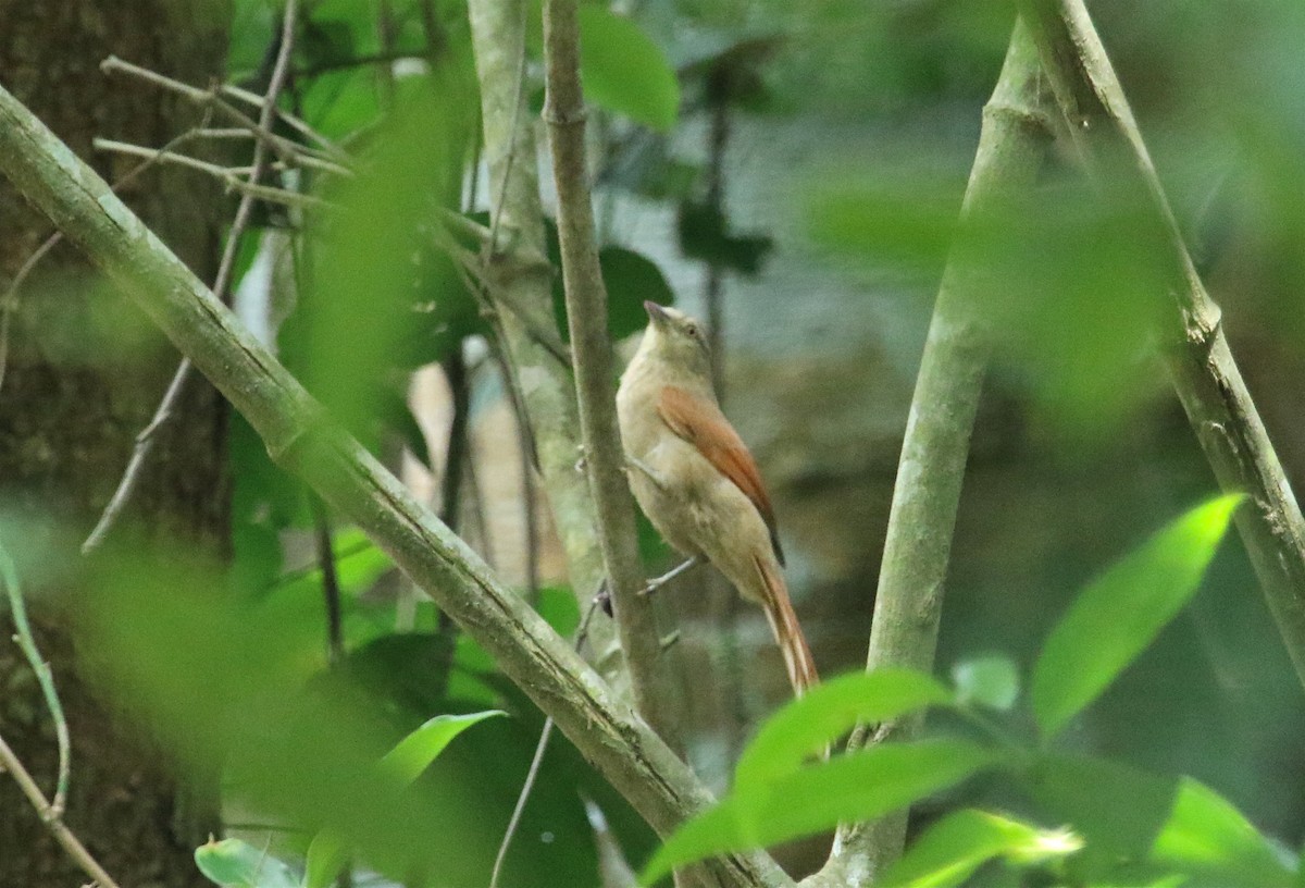Plain-crowned Spinetail - ML124379831