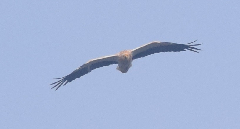 Egyptian Vulture - Hareesha AS