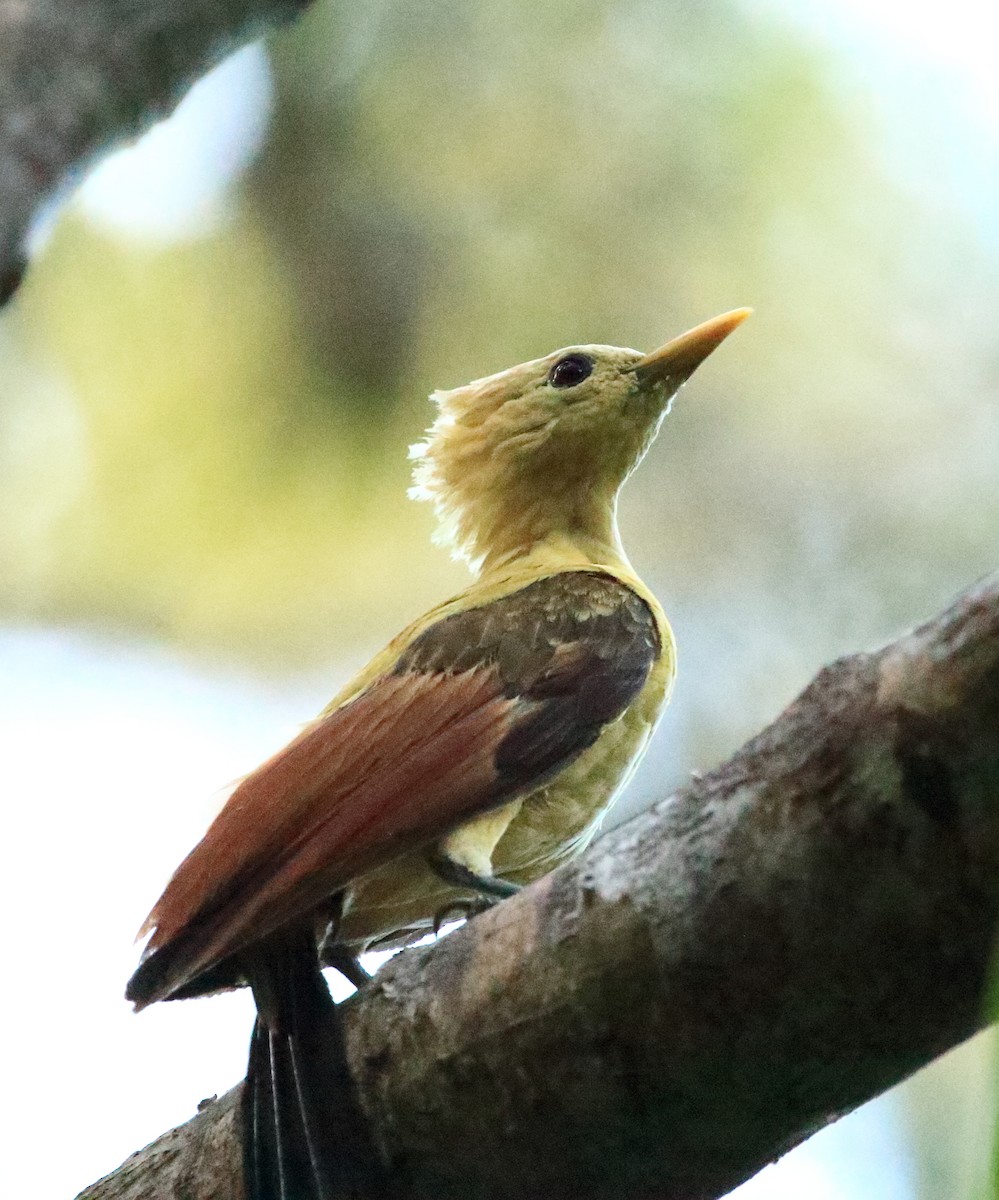 Cream-colored Woodpecker - David Bird