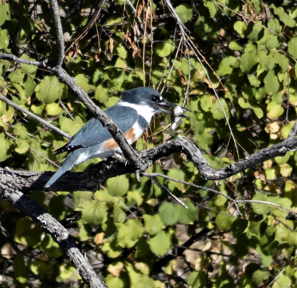 Belted Kingfisher - ML124386371