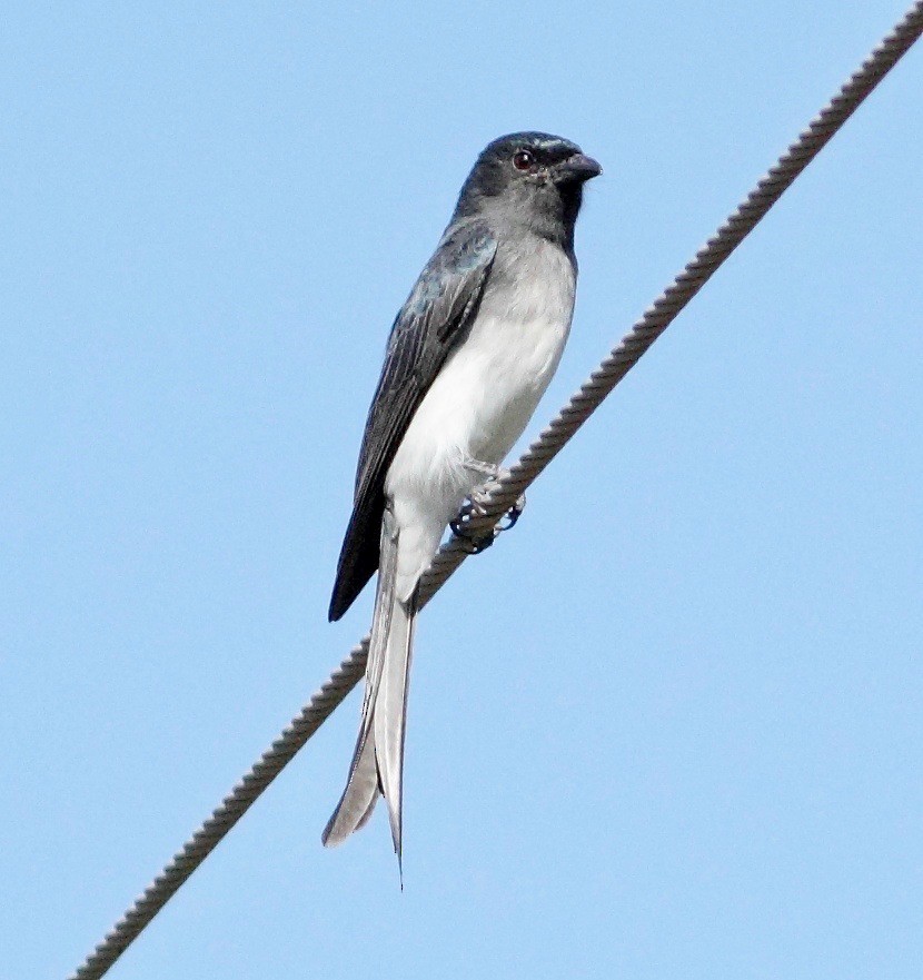 White-bellied Drongo - Ains Priestman