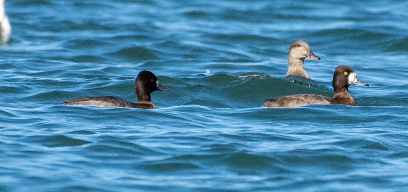 Greater/Lesser Scaup - ML124388971