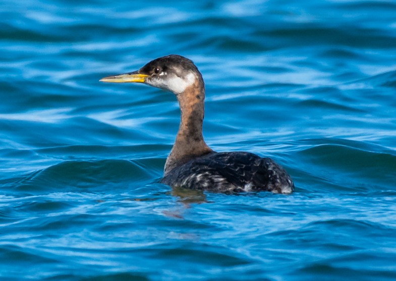 Red-necked Grebe - ML124389291