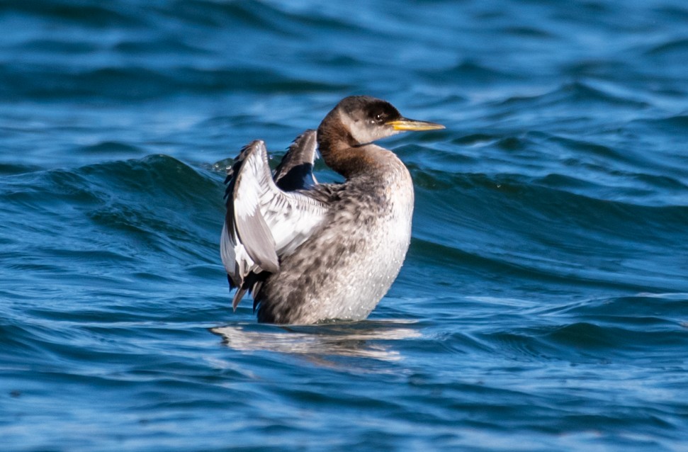Red-necked Grebe - ML124389301