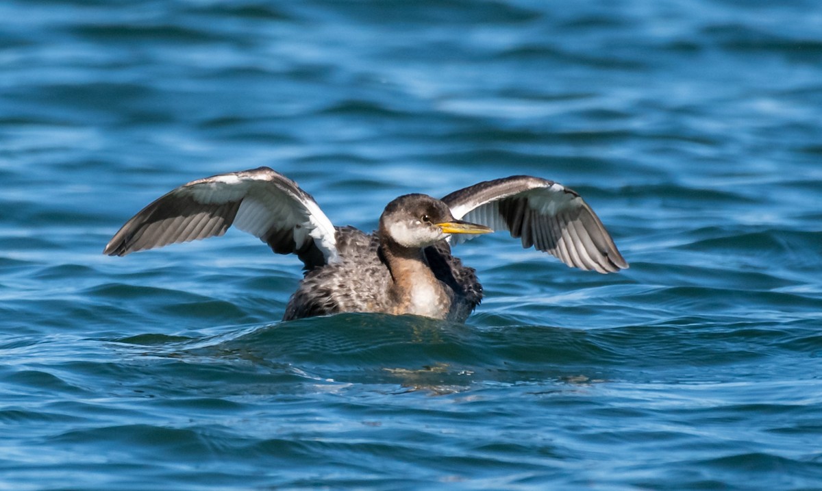 Red-necked Grebe - ML124389331