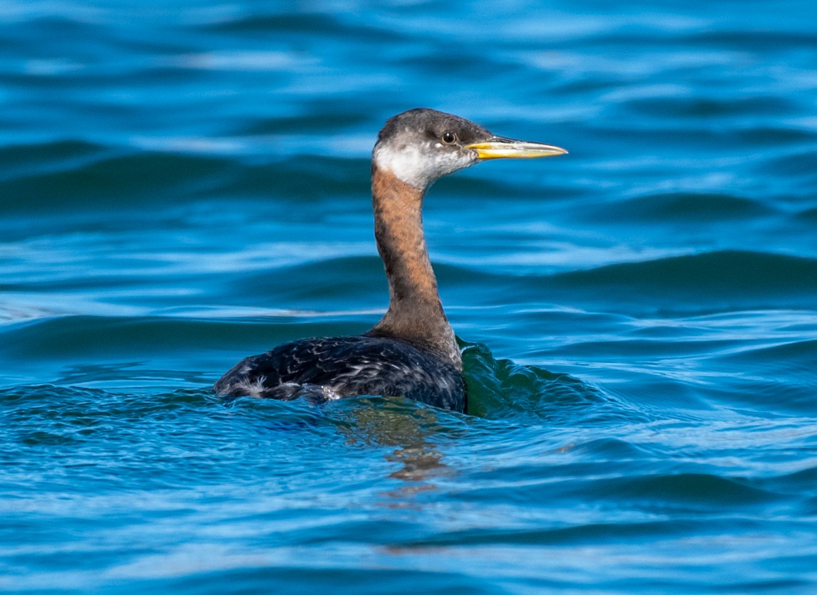 Red-necked Grebe - ML124389341